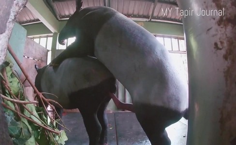 Порно деревенское. Почему важно, чтобы родители были рядом в трудные моменты для животного?